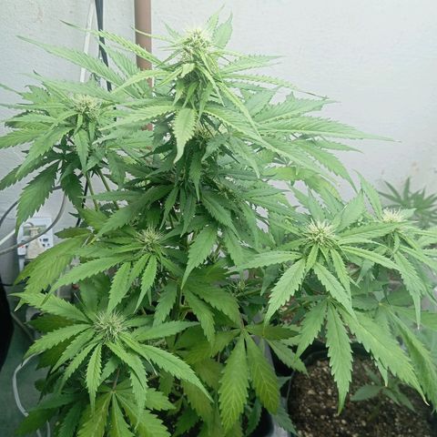 Big Bud growlog timeline photo