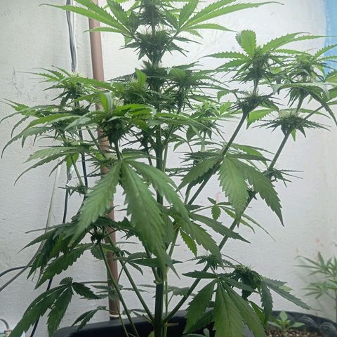 Big Bud growlog timeline photo