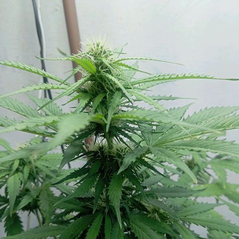 Big Bud growlog photo: Top