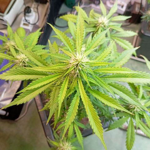 Big Bud growlog timeline photo