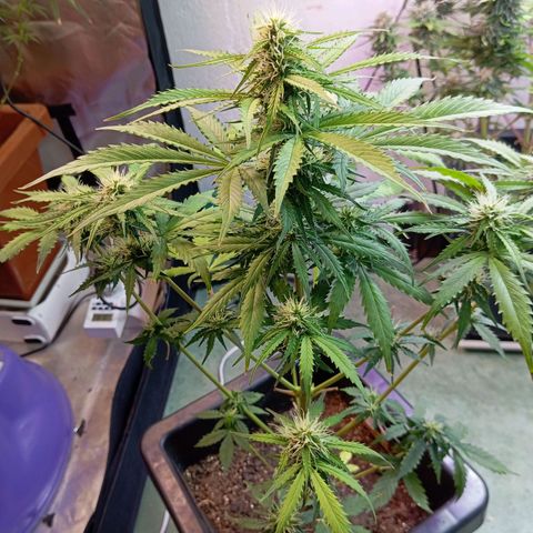 Big Bud growlog timeline photo