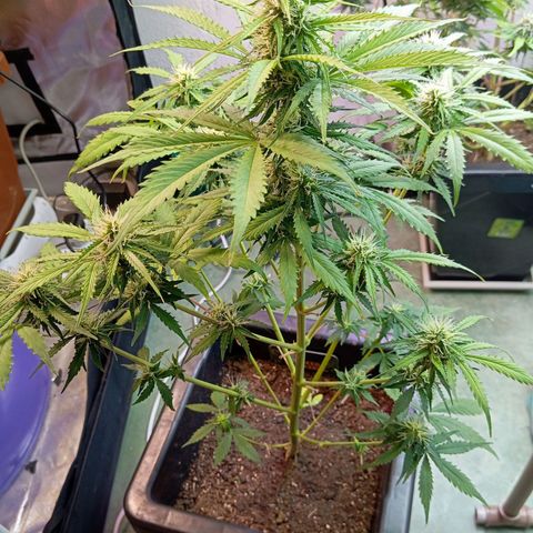 Big Bud growlog timeline photo