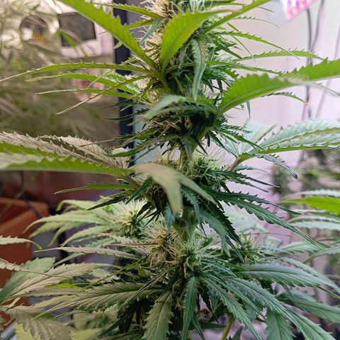 Big Bud growlog timeline photo