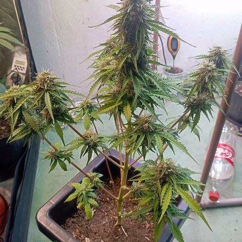 Big Bud growlog timeline photo