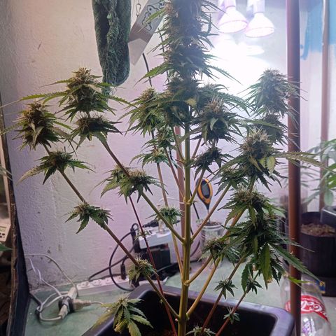 Big Bud growlog timeline photo