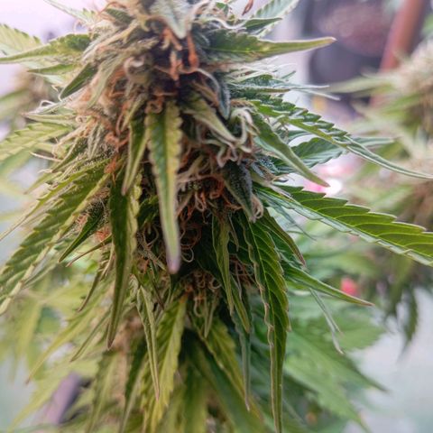 Big Bud growlog timeline photo