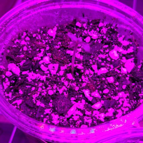 Hood Trophy growlog timeline photo