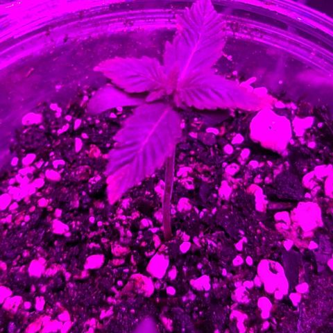 Hood Trophy growlog timeline photo