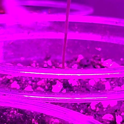 Hood Trophy growlog timeline photo