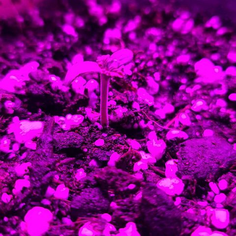 Cherrylicious growlog timeline photo