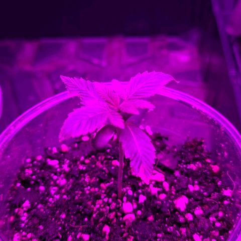 Hood Trophy growlog timeline photo
