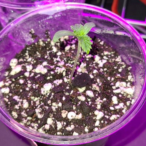 Cherrylicious growlog timeline photo
