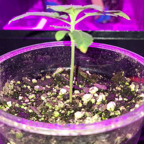 Hood Trophy growlog timeline photo