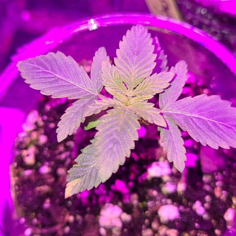 Hood Trophy growlog timeline photo