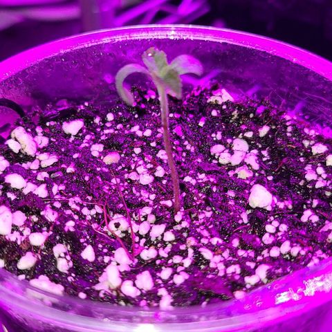 Giggle Gas growlog timeline photo