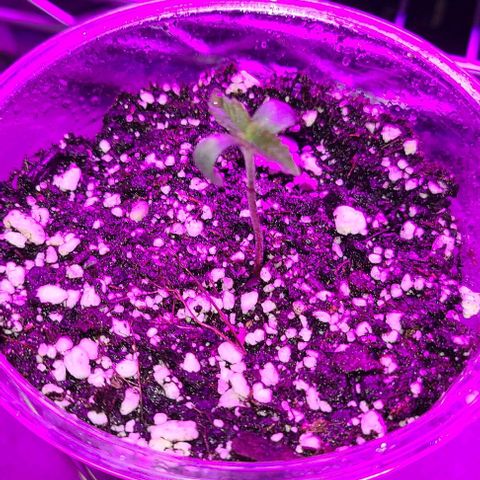 Giggle Gas growlog timeline photo