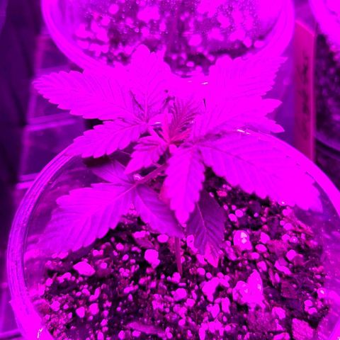 Hood Trophy growlog timeline photo