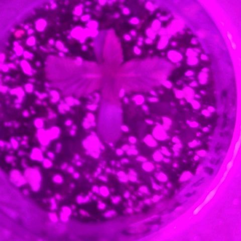 Cherrylicious growlog timeline photo