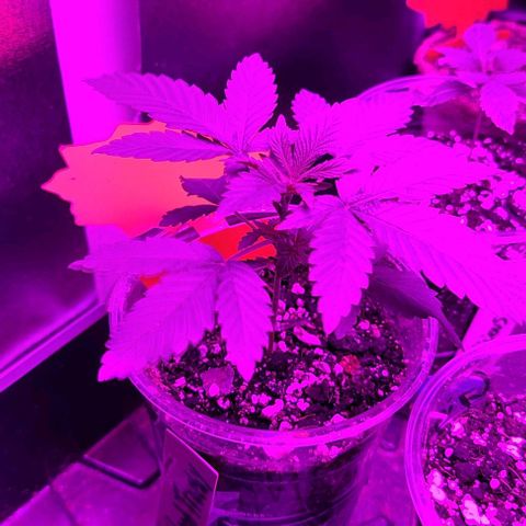 Hood Trophy growlog timeline photo