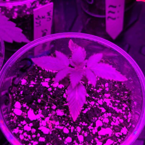 Giggle Gas growlog timeline photo