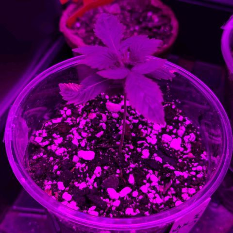 Cherrylicious growlog timeline photo