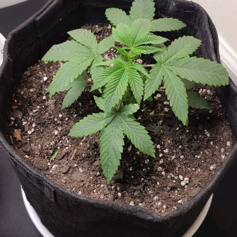 Hood Trophy growlog timeline photo