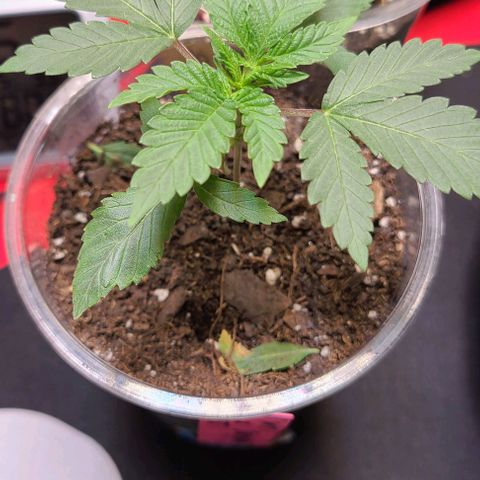 Cherrylicious growlog timeline photo
