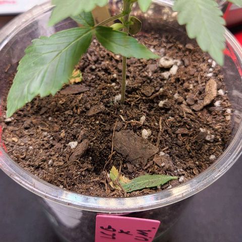Cherrylicious growlog timeline photo