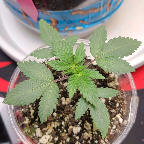 Giggle Gas growlog timeline photo