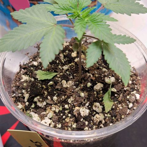 Giggle Gas growlog timeline photo