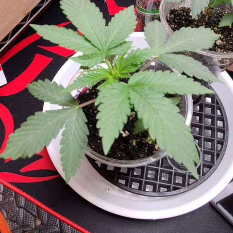 Cherrylicious growlog timeline photo