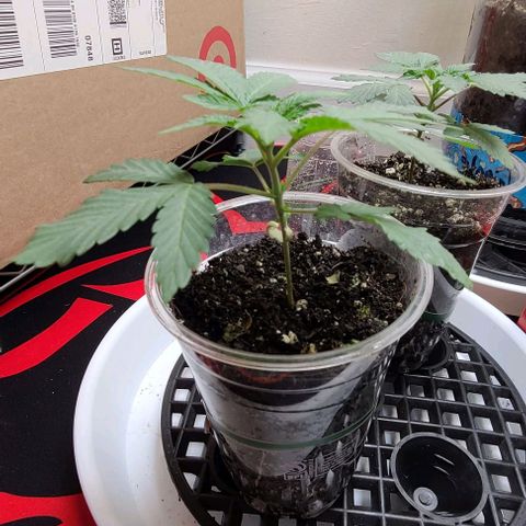 Cherrylicious growlog timeline photo