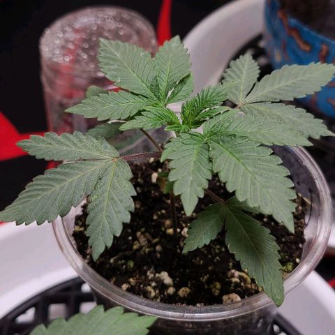 Giggle Gas growlog timeline photo