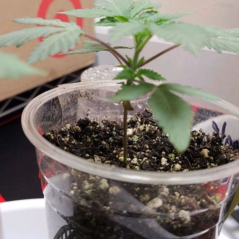 Giggle Gas growlog timeline photo