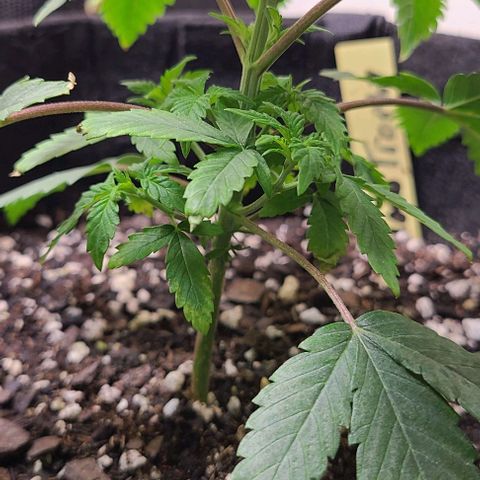 Hood Trophy growlog timeline photo