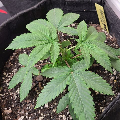Hood Trophy growlog timeline photo