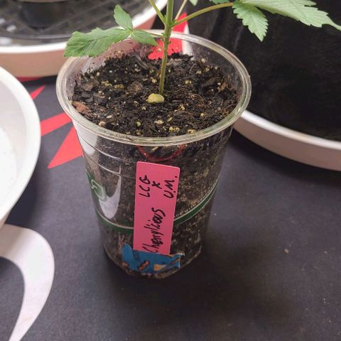 Cherrylicious growlog timeline photo