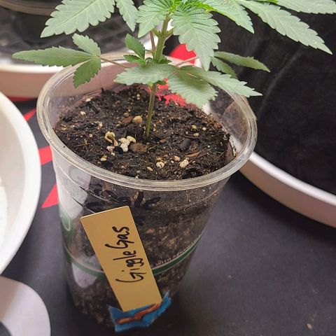 Giggle Gas growlog timeline photo