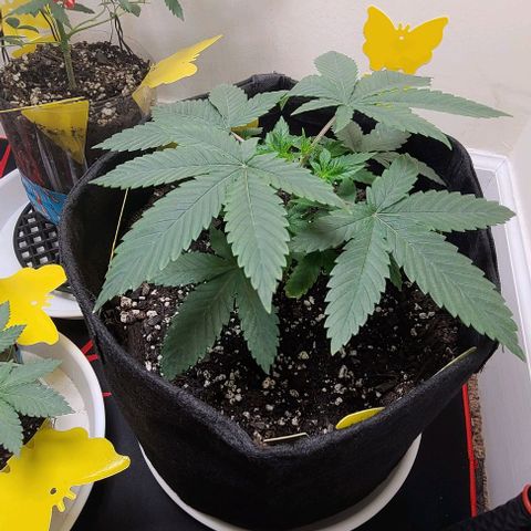 Hood Trophy growlog timeline photo
