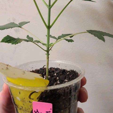 Cherrylicious growlog timeline photo