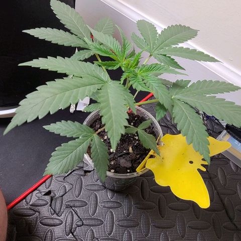 Cherrylicious growlog timeline photo
