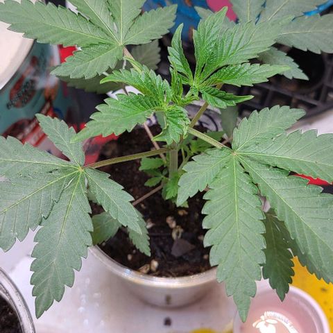 Giggle Gas growlog timeline photo