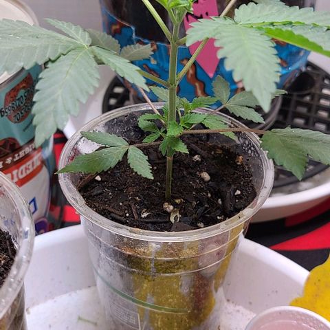 Giggle Gas growlog timeline photo