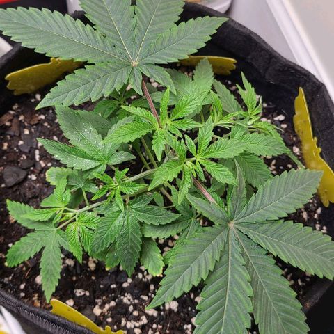 Hood Trophy growlog timeline photo