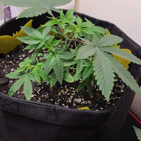 Hood Trophy growlog timeline photo