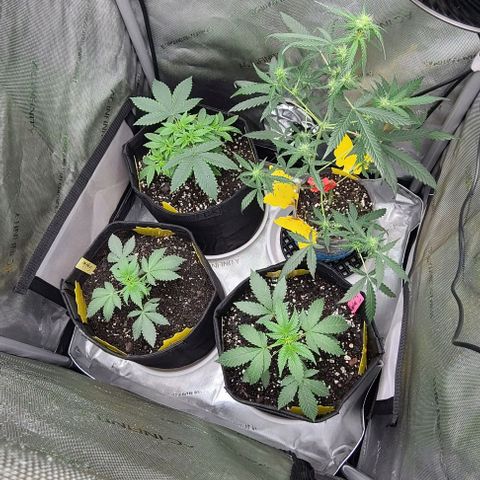 Cherrylicious growlog timeline photo