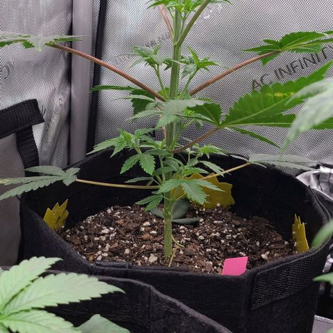 Cherrylicious growlog timeline photo