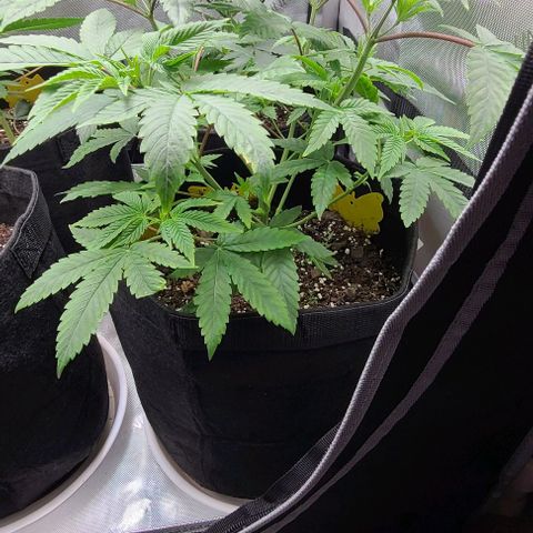 Hood Trophy growlog timeline photo