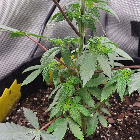 Giggle Gas growlog timeline photo