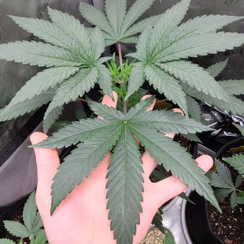 Cherrylicious growlog timeline photo